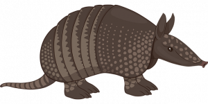 armadillo